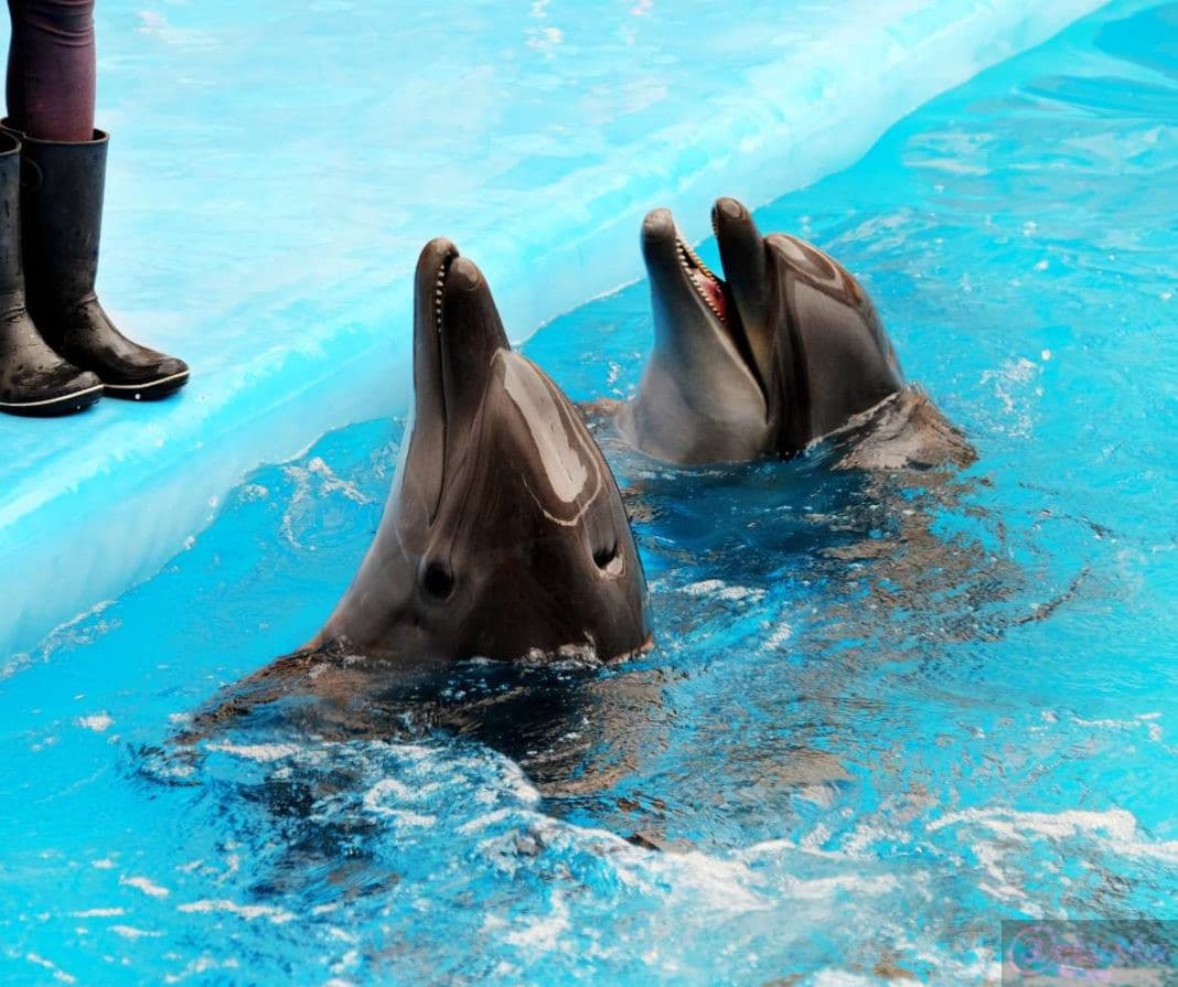 dolfinarium