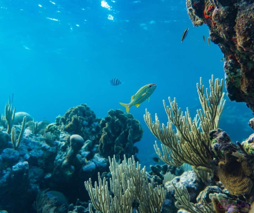 koraalrif