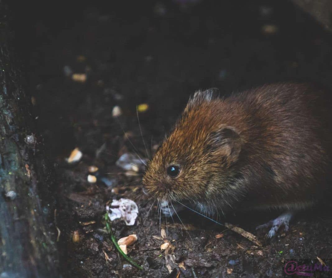 rat