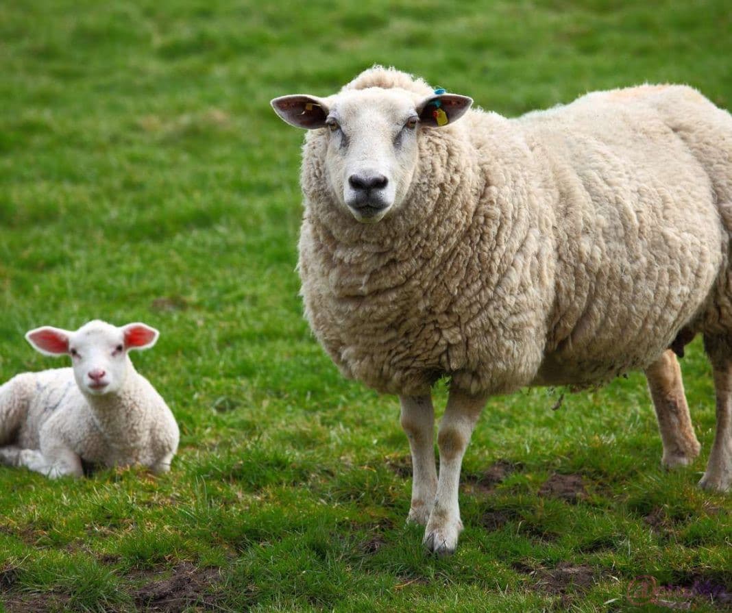 schaap lam