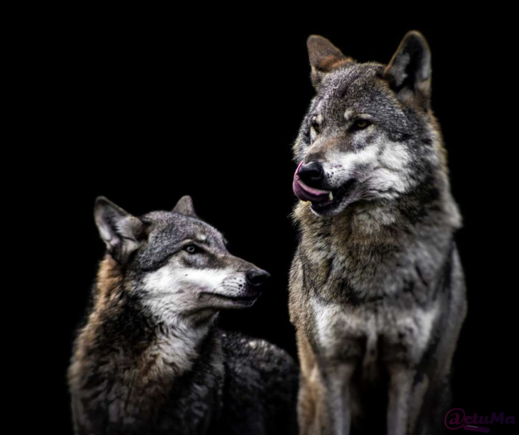 wolf